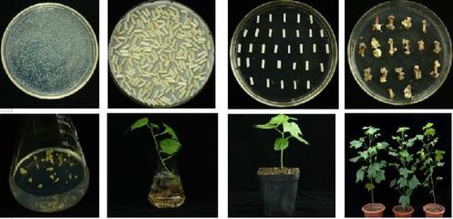 棉籽蛋白深加工與營(yíng)養(yǎng)特性探究 聚焦棉籽蛋白胨在生物科技研發(fā)中的應(yīng)用與氨基酸短板